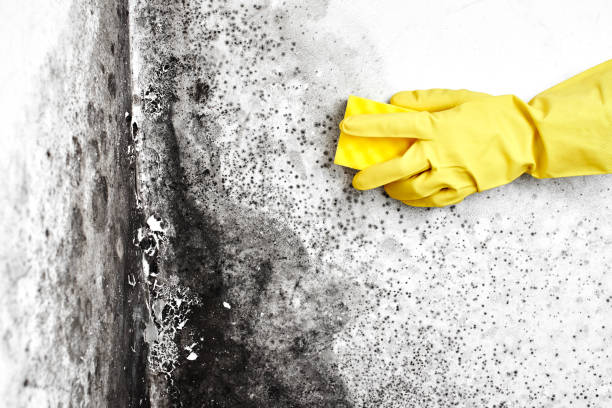 Best Black Mold Removal  in Lookout Mountain, AL